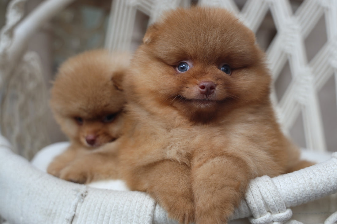 Two fluffy pomeranian puppies resting in a chair.